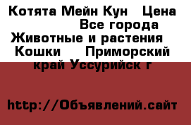 Котята Мейн Кун › Цена ­ 15 000 - Все города Животные и растения » Кошки   . Приморский край,Уссурийск г.